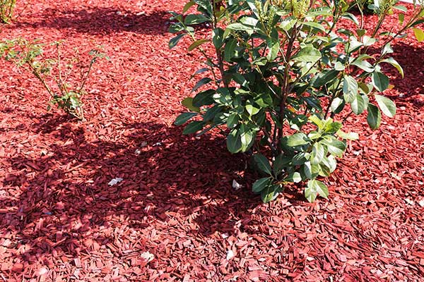 Copeaux de bois et paillage bois décoratif pour jardin